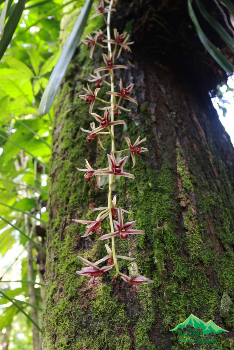 Cymbidium aloifolium (L.) Sw.